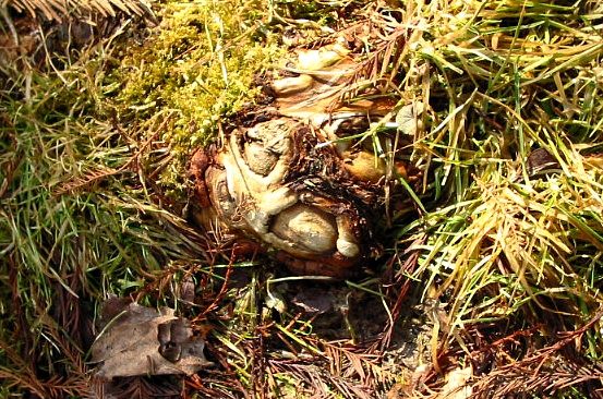  pošklebující se Voodoo