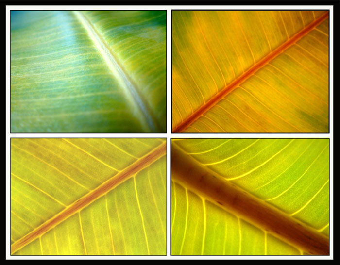 4 seasons :-))