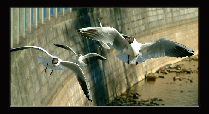 Jonathan Livingston Racek