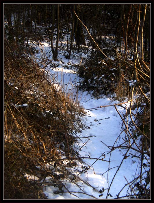 vypadalo to jako pěšinka...