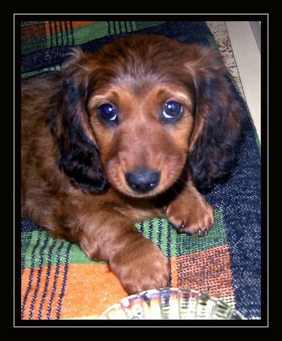 nedělej na mě ty psí oči...