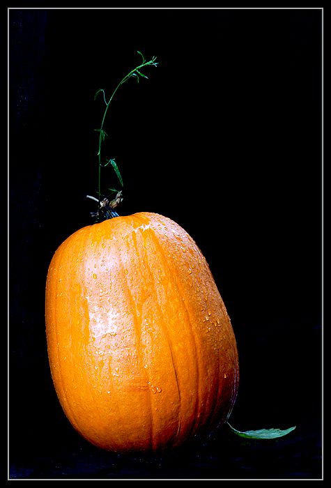 pro moji tchyni z lasky dyni