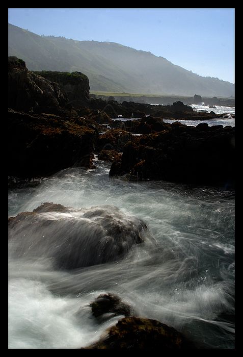 Wild life of water