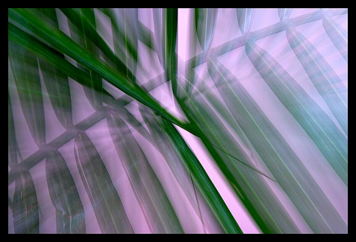 Leaves of palm