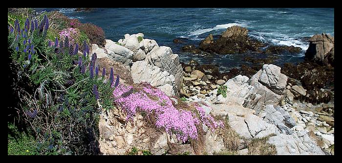 Pacific Grove - Again Happy life of plants...:)