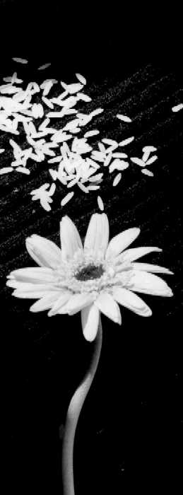 gerbera