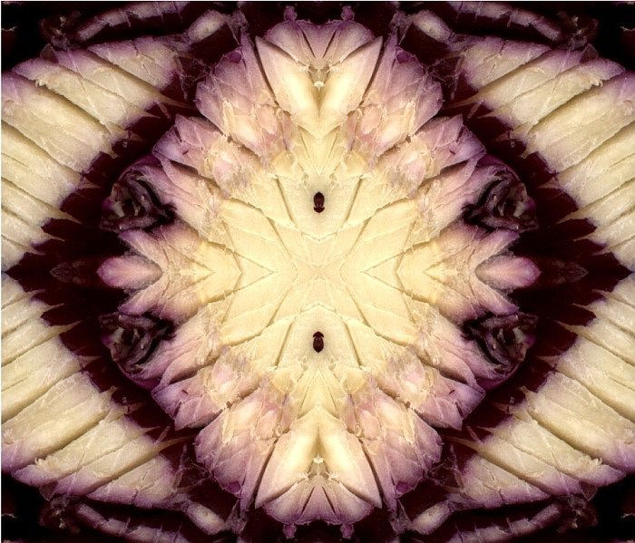 Sladké, slané, kyselé i hořké