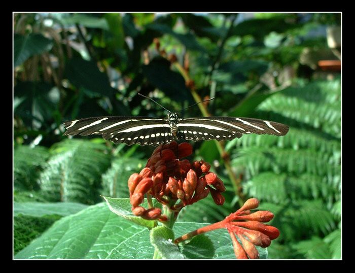 <<< Pred Odletom >>>