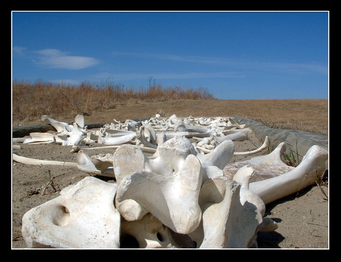 "Bones"