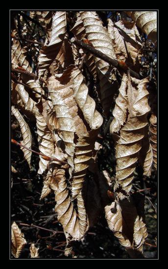 Leafs