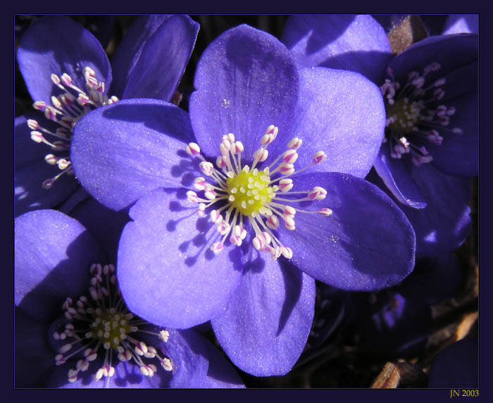 Poslové jara - Jaterník