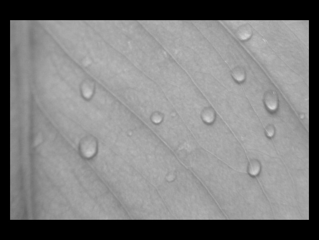 .. list .. kapky .. BW ..