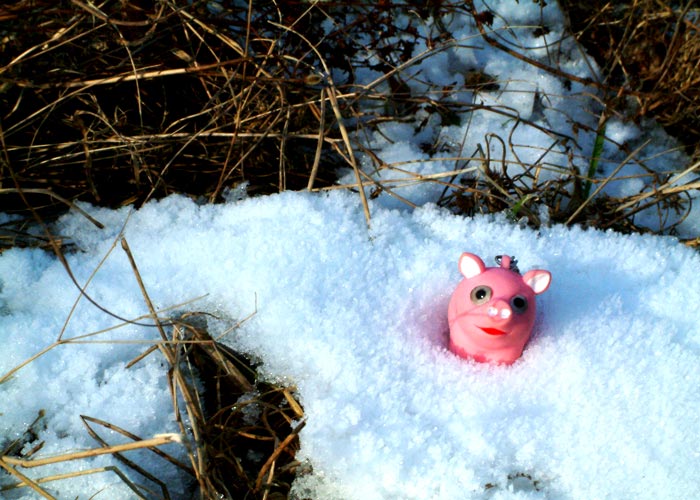 Piggy na sněhu