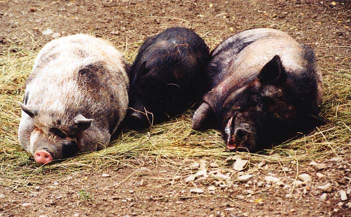 Prasečí siesta