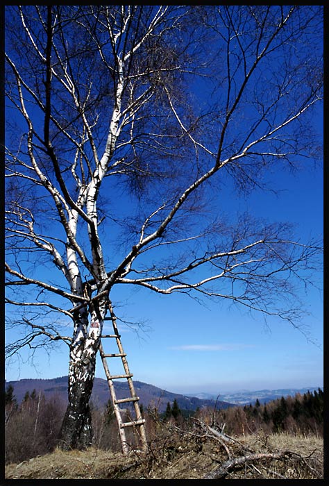 Valašská bříza s žebřem