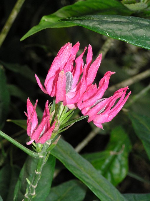 Botanická zahrada LB - 5