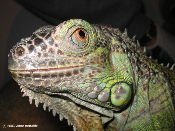 leguan