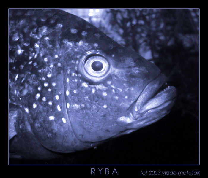 R.Y.B.A.