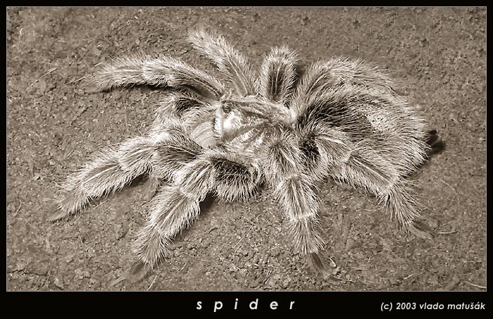 spider