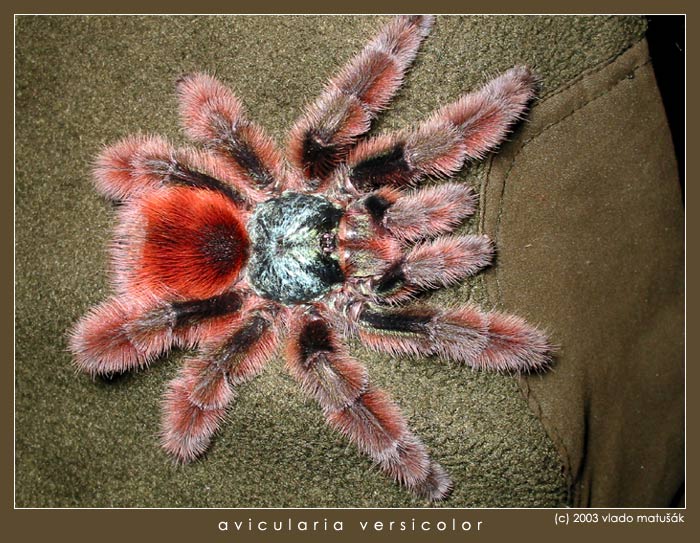 avicularia versicolor