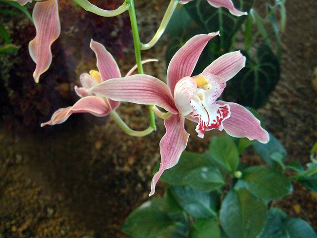 Orchidej