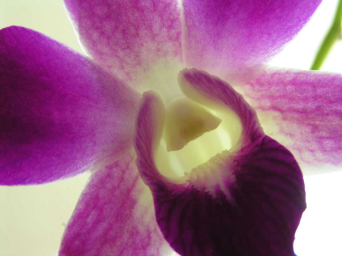 Orchidej