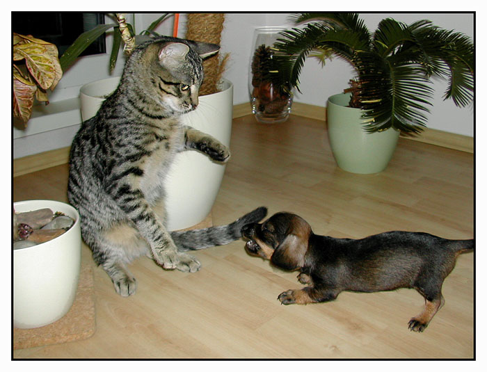 tu skákať nebudeš kamoško!