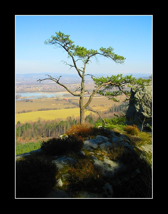 Strom na skalách ... opět :-)