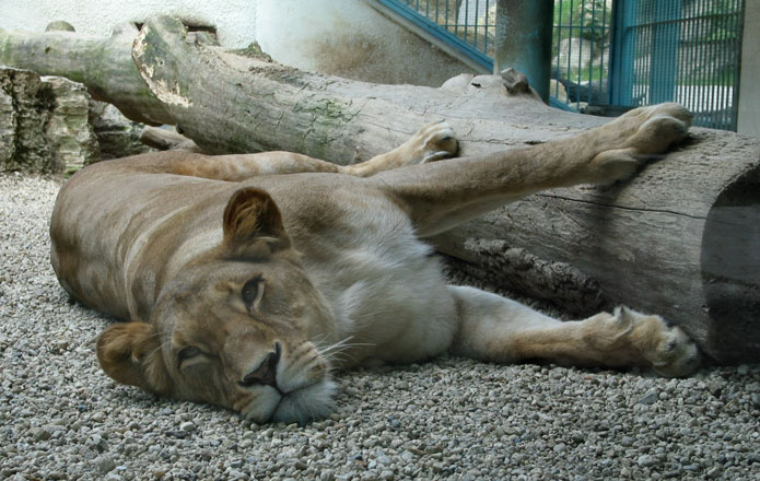 Siesta