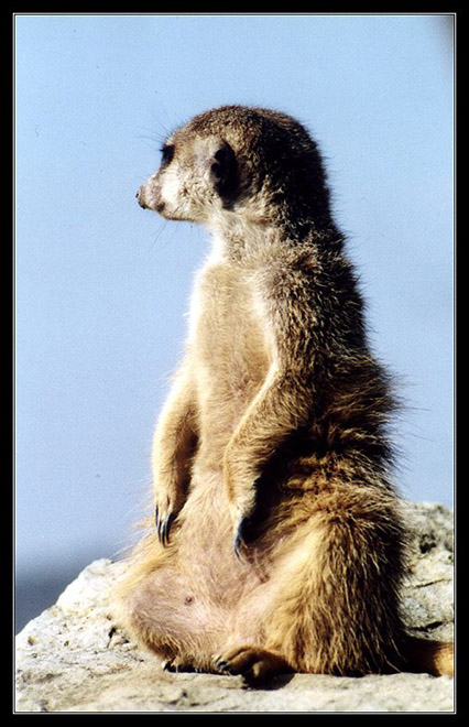 Na stráži
