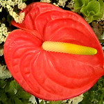 Z přírodní tvorby