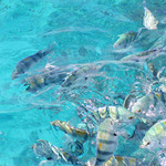 Red Sea