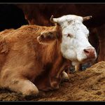 To je ale nuuuuda.....