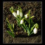 Už rostoooouuuu!!!!!