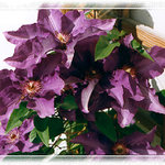 clematis