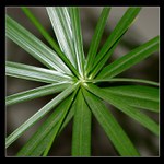 Zelená II (Středovka)