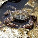 krab