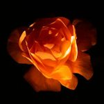 Kéž by kytky v noci zářily :o)