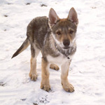 Československý vlčáček