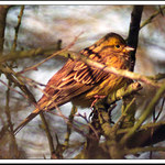 Z oka do oka III. - Strnad