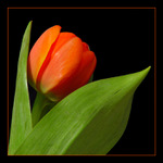 Přijde jaro, přijde...