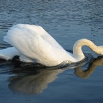 Labuť #2