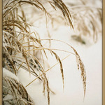 snow land