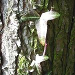 opalujici se listky:)