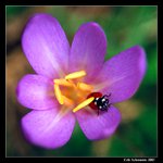 Coccinella septempunctata