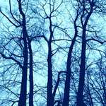 stromoví