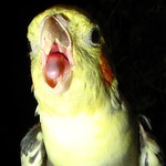 Dravec útočí ... :o)