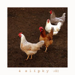 4 slípky jdou v řadě za sebou