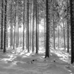 ...černobílá proti-světla...