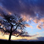 jedna starší západofka...